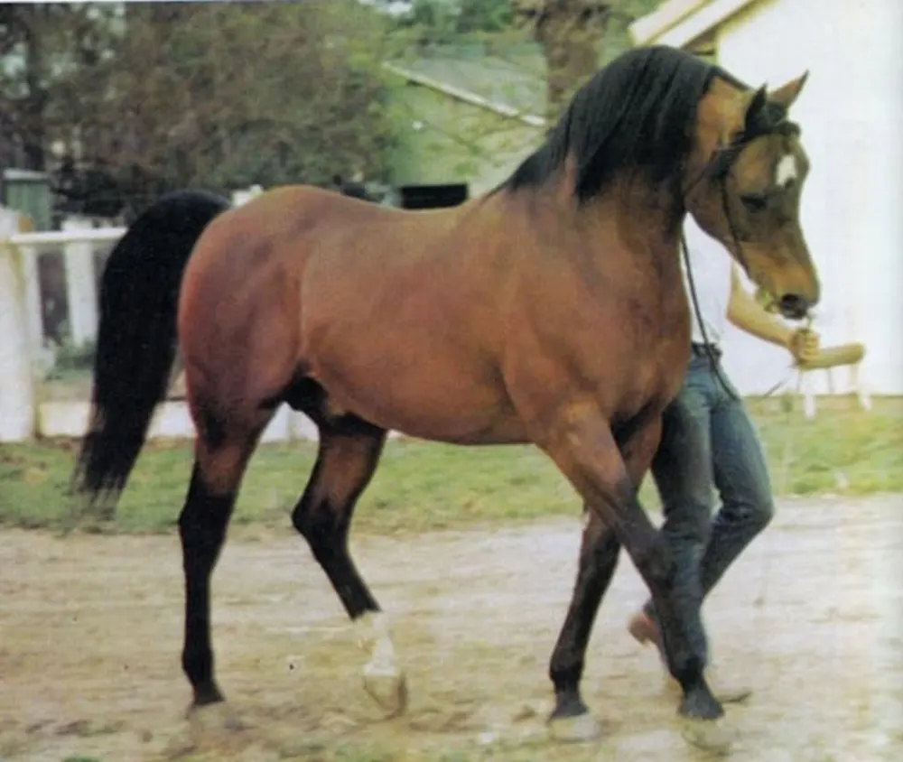 Jack Tone Ranch