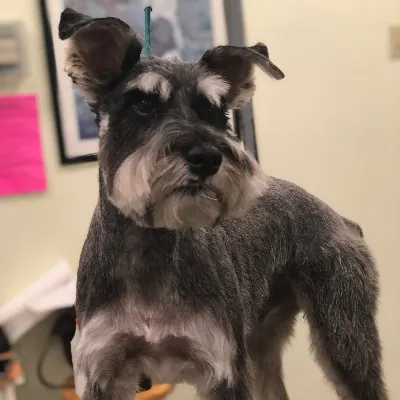 Kitchen Sink Dog Grooming