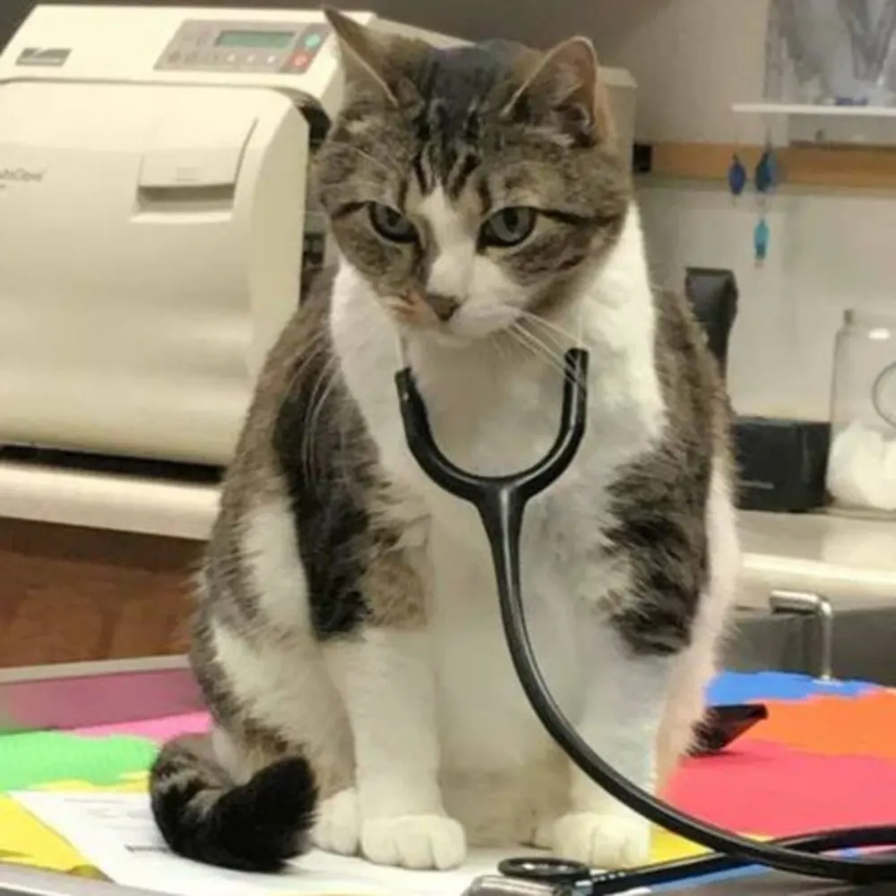 Eastside Pet Clinic