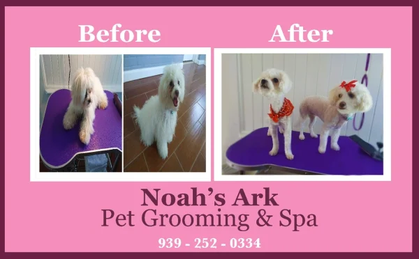 Noah's ark dog grooming cheap