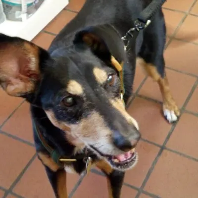 Barrington Veterinary Clinic