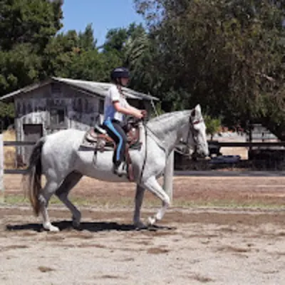 Kacey Sport Ponies