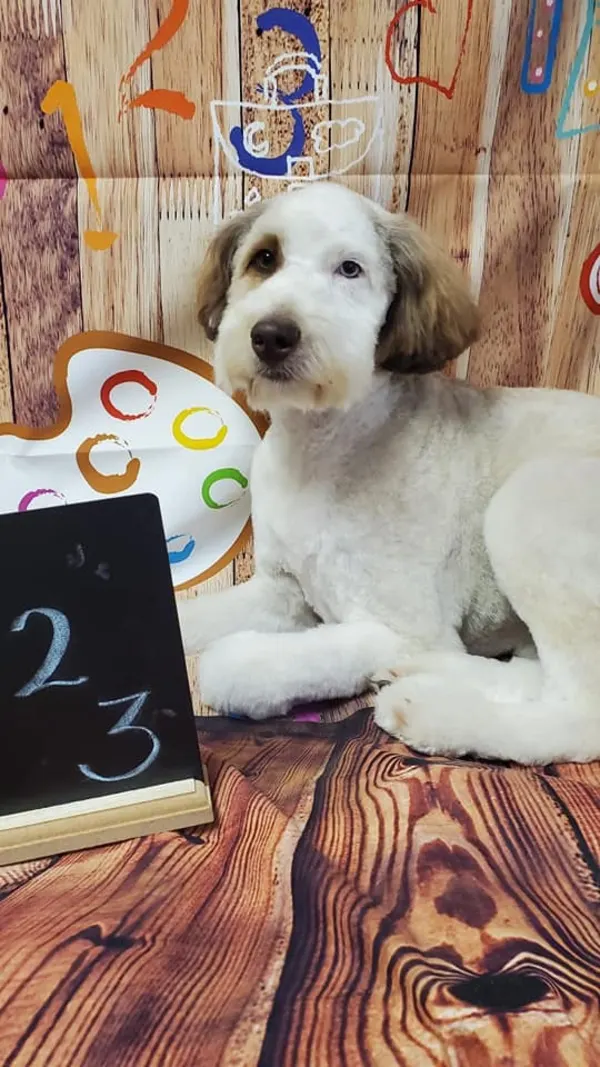 Abracadabra Pet Grooming Inc in Springfield, MO // HomeGuide