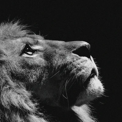 Beast Athletics
