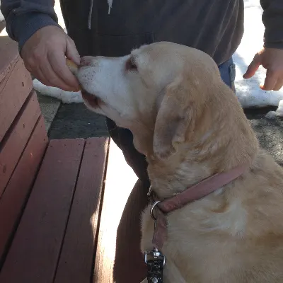 Biscuit Magoo Dog Activity Center
