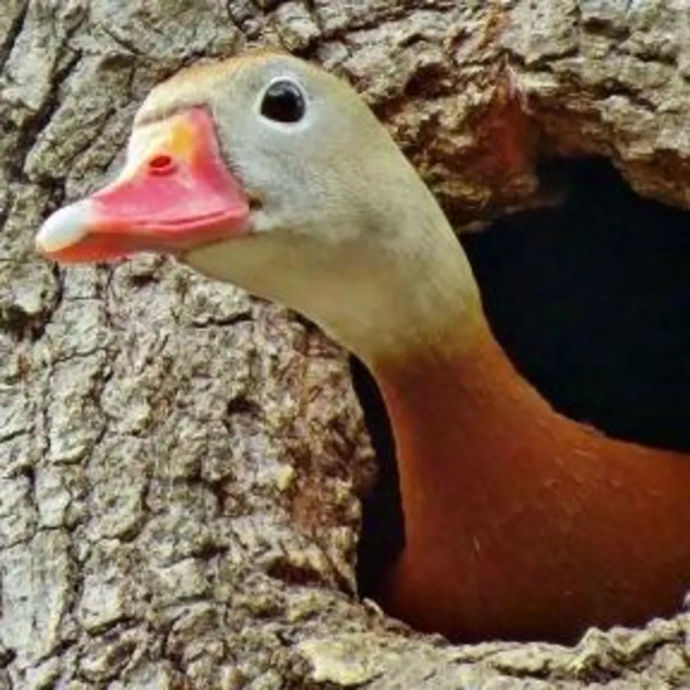 Whistling Ducks Restorations