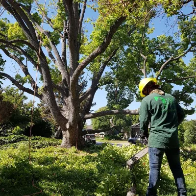 Solano Tree Service