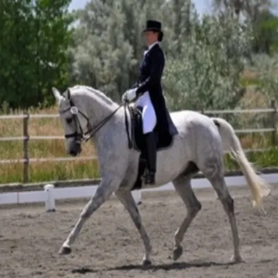 Silver Lining Dressage