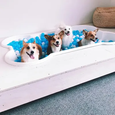 The Pupper Club