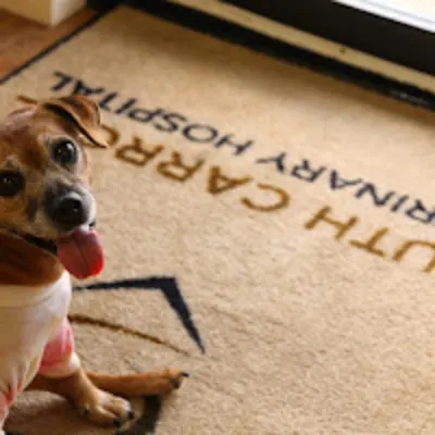 South Carroll Veterinary Hospital