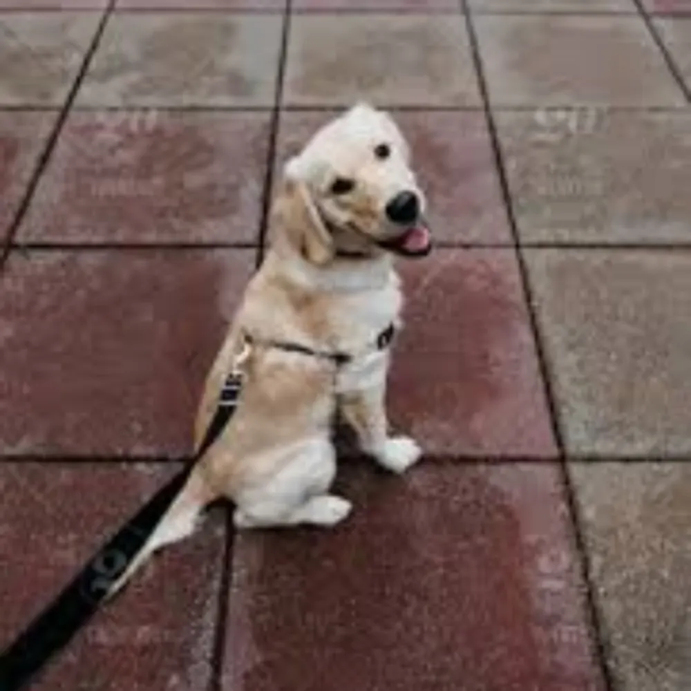 Loving Paws Pet Services