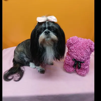 Small World OMG, LLC Dog SPA 