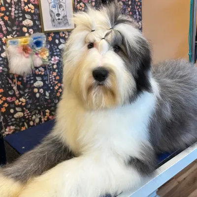Hawkeye's Dog Spa