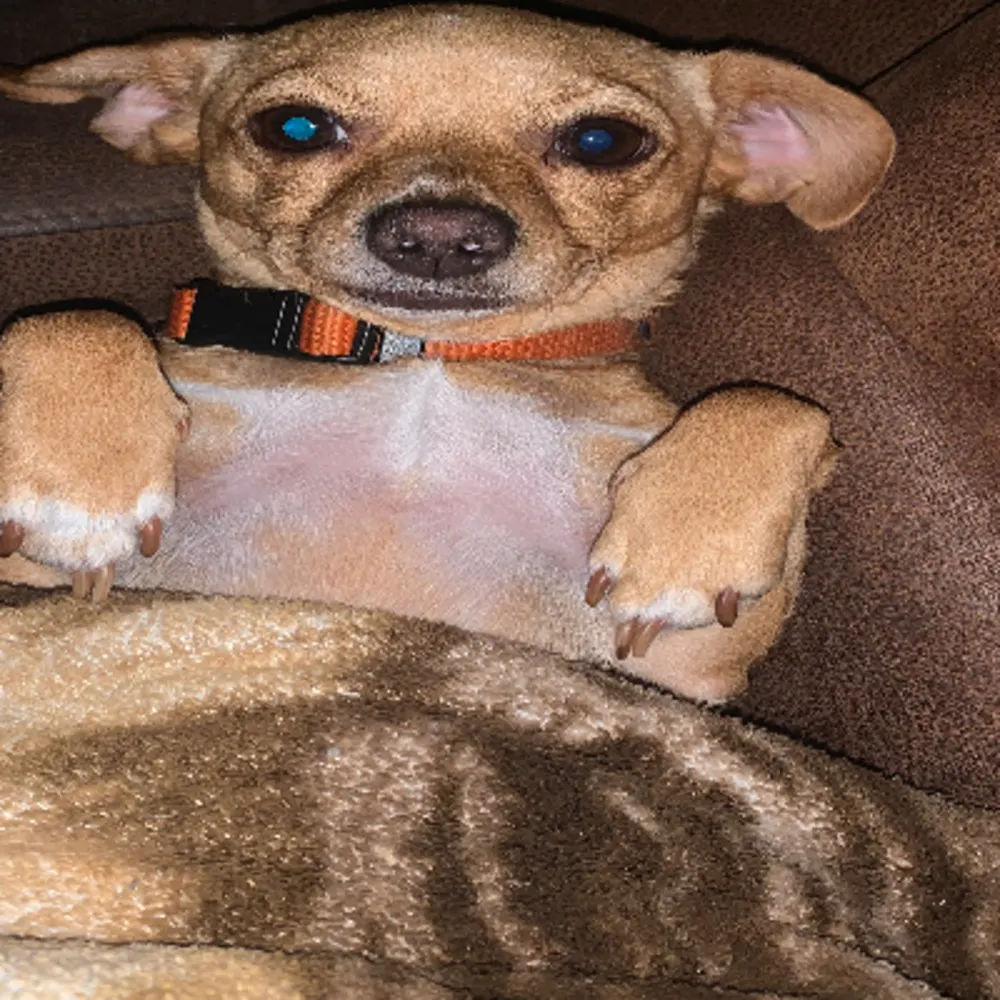 Faiths Pet Sitting