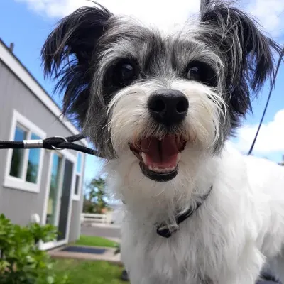 Rub-a-Dub Doggie Hawaii