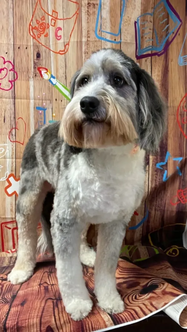 Abracadabra Pet Grooming Inc in Springfield, MO // HomeGuide