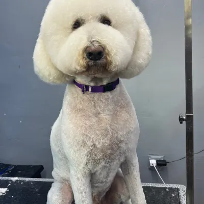Boujee Dog And Cat Groomin