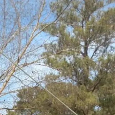 Cary Tree Removal