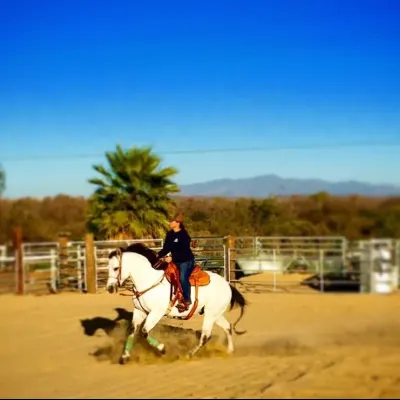 San Diego Beach Rides, Horse Rentals & Wagon Rides At Pony Land