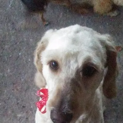 Paddy Waggin