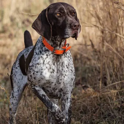Dog Years Training And Boarding Center, LLC