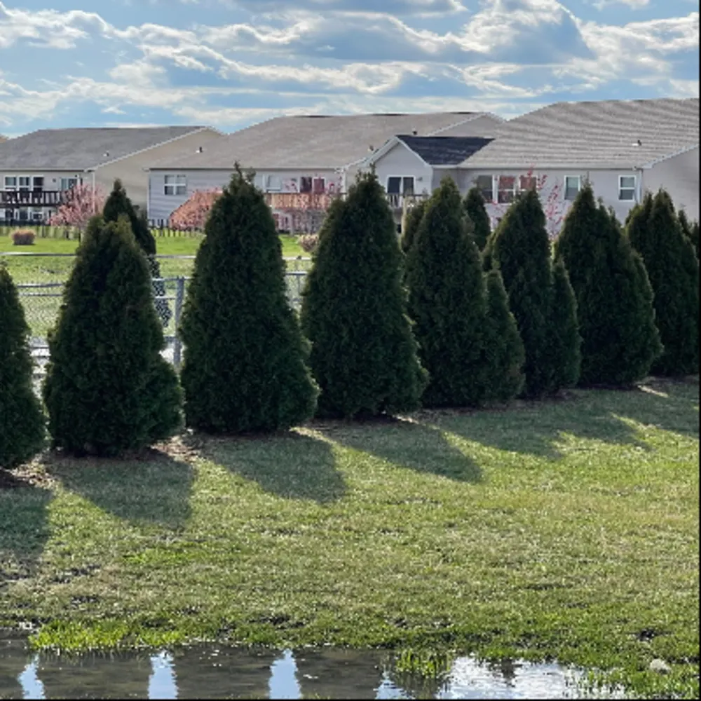 Navarro Landscaping And Handyman