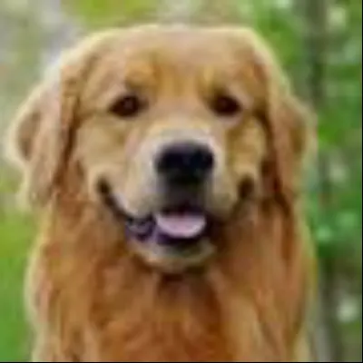 Dog Sitting For Free