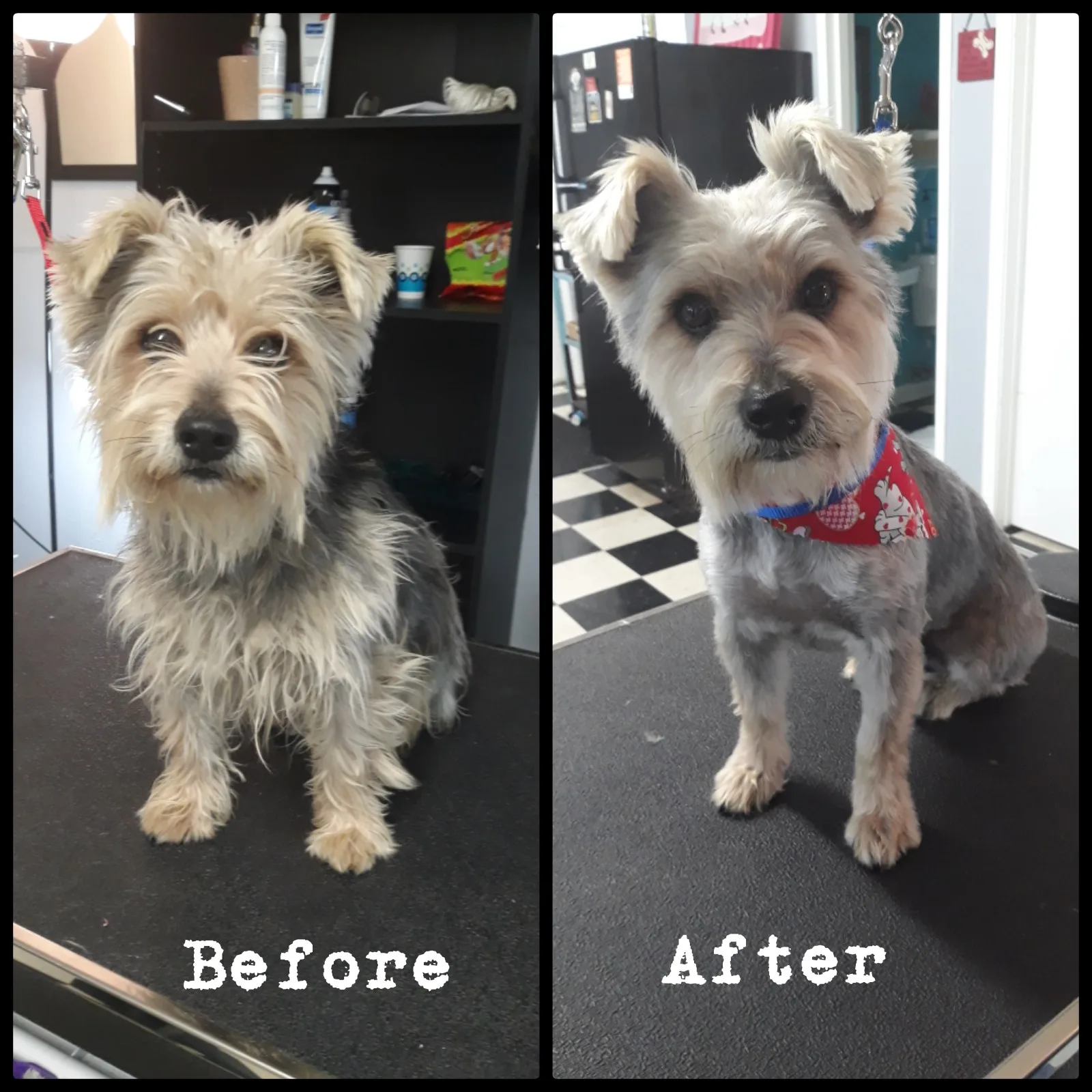 Wild West OutPaws Dog Grooming in San Antonio, TX // HomeGuide