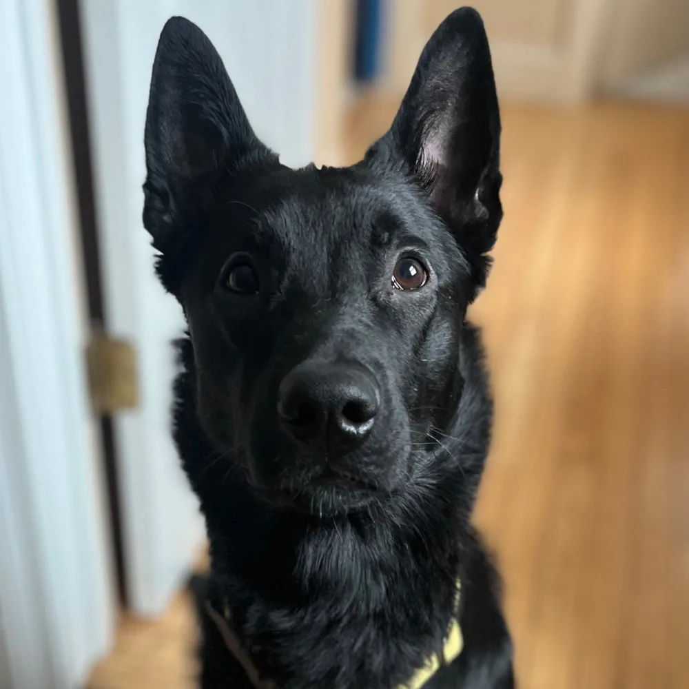 The Country Dog