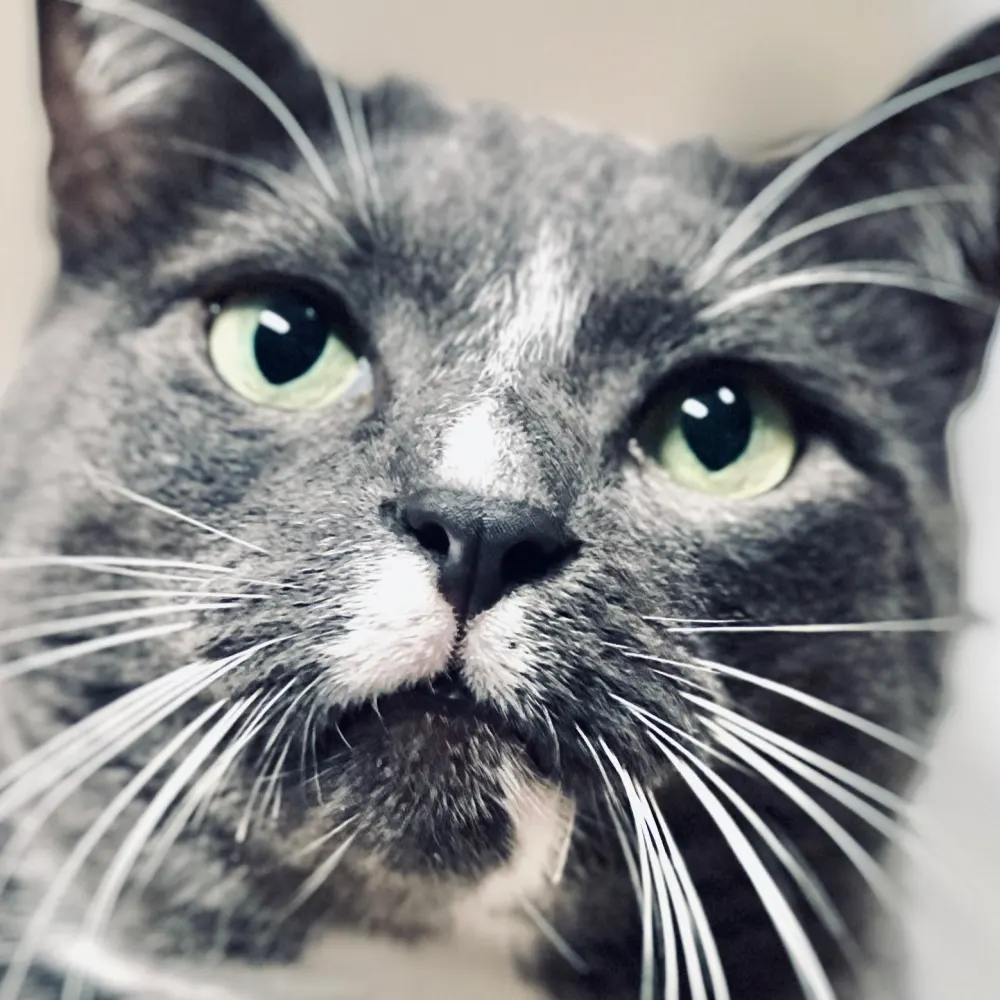 Scales To Tails Pet Concierge