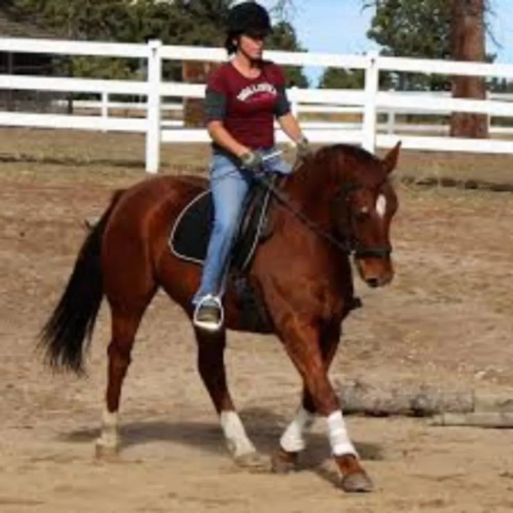 Suzie GIDDINGS Lessons & Horse Trainer.