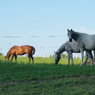 Tall Pine Stables