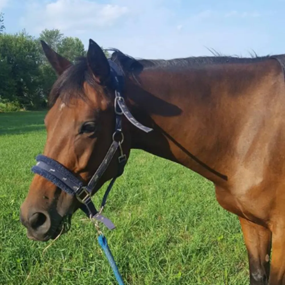 Out Of The Box Stables
