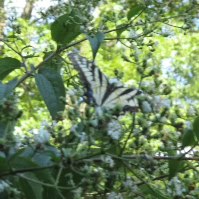 Butterflies Mental Health And Prevention Services