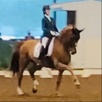 Dressage Riding Lessons