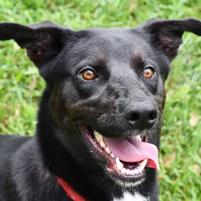 Town And Country Humane Society