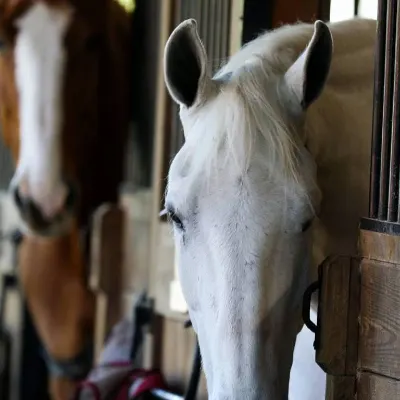 Gratton-Brown Equestrian Centre