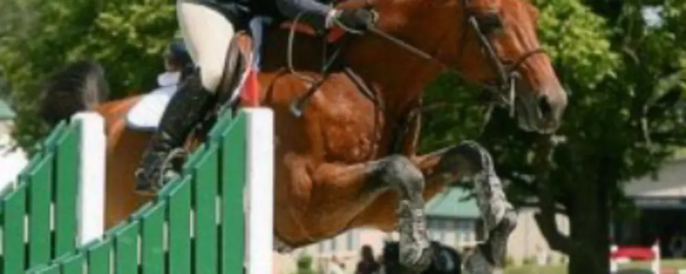 Cove Neck Equestrian