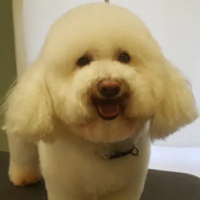 SouthPaw Expert Dog Grooming