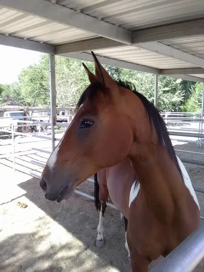 Albuquerque Equine Clinic