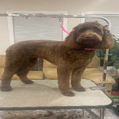 In Home Pet Grooming Service And House Call Services