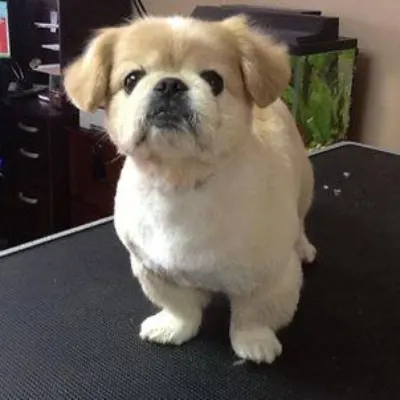 A CUT ABOVE DOG GROOMING