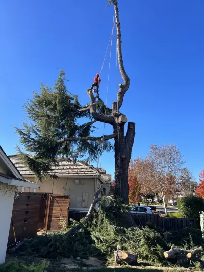 Francisco's Full Tree Service INC