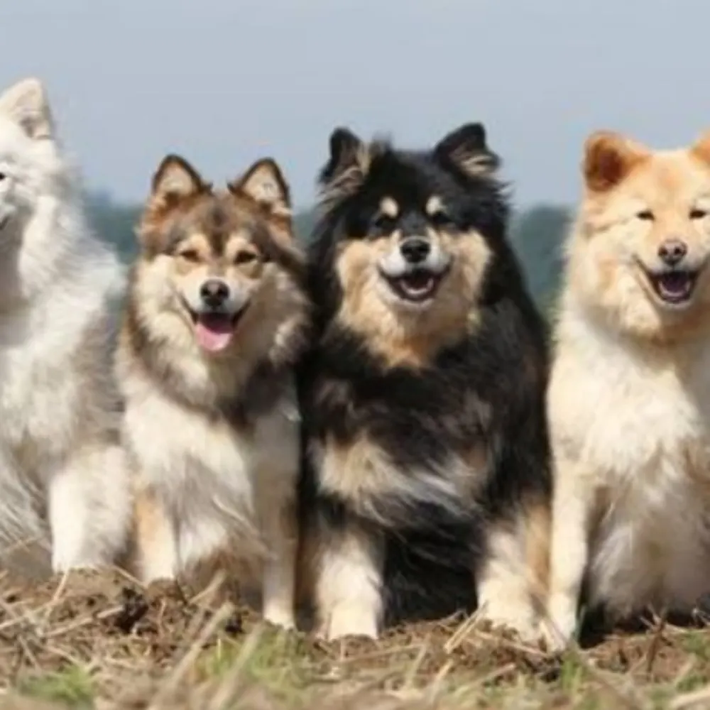 Pets With Harris - All Things Pet!
