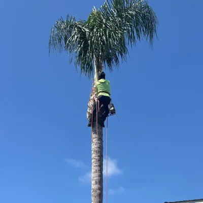 Reyes Tree Service