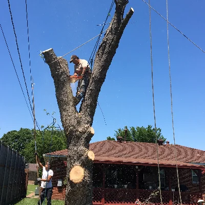 Antonio's Tree Service