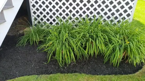 and mulched G