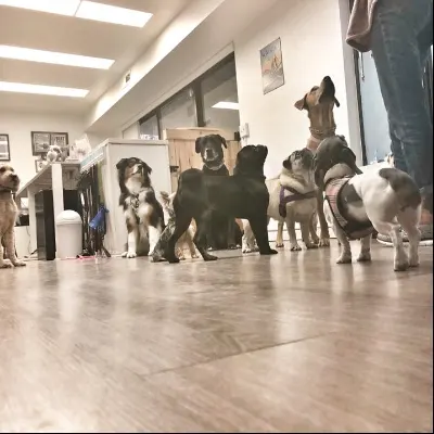 It’s A Dogs Life Academy