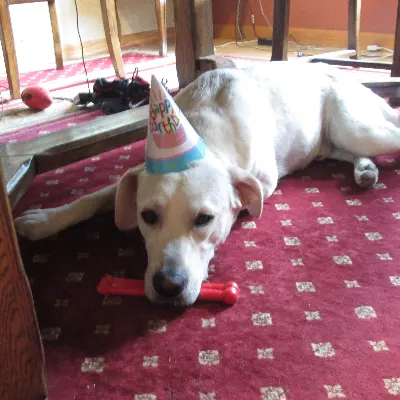Cindys Pet Care & Grooming, Dog Day Care, Boarding, Cat & Dog Sitting In Your Home Haverhill, Mass