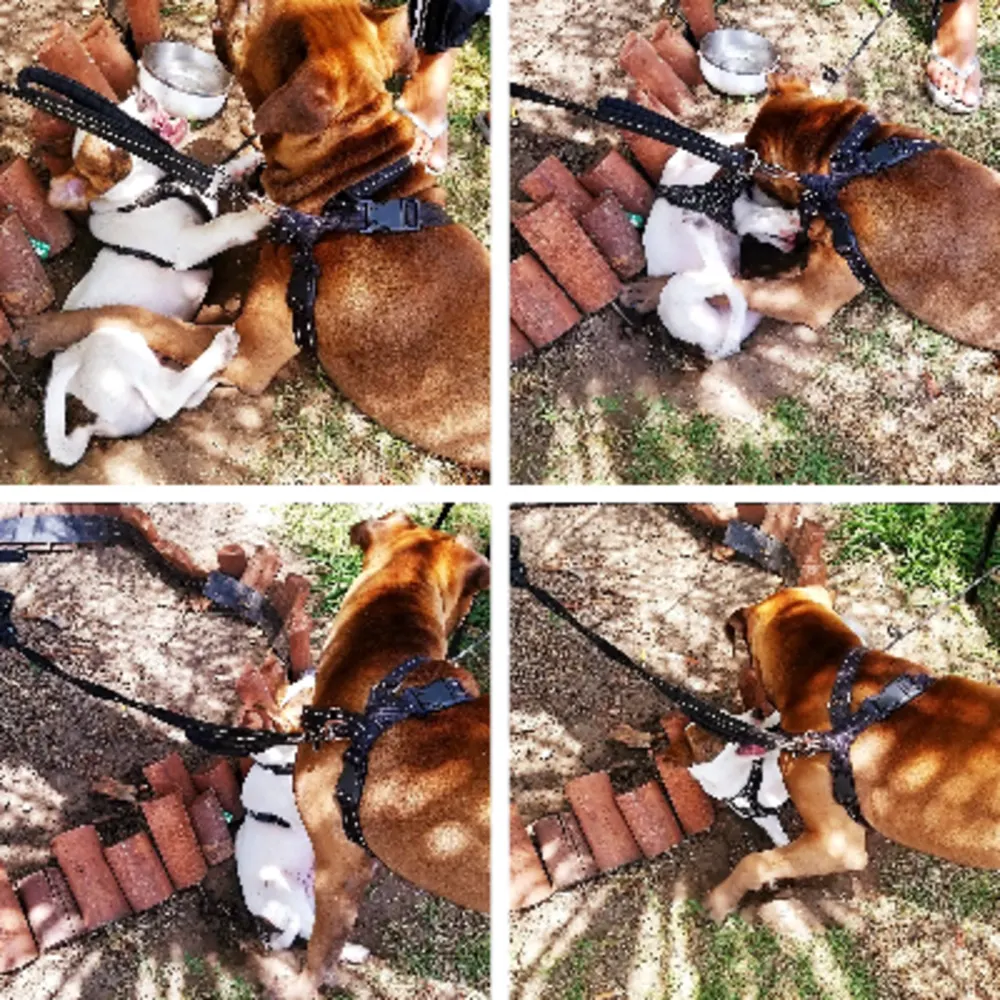The Everyday Life Of Tessa && Billie